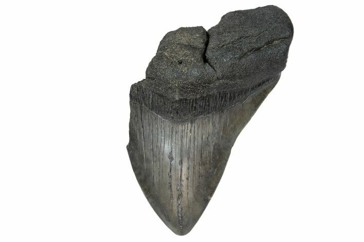 Partial Megalodon Tooth - South Carolina #180975